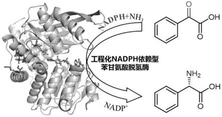 工程化NADPH依赖型苯甘氨酸脱氢酶及其应用的制作方法