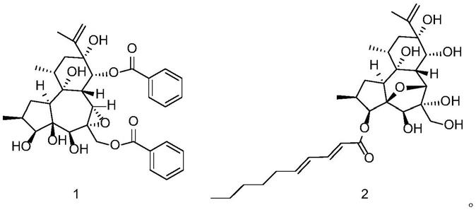 芫花花蕾中瑞香烷型二萜类化合物的制备和应用的制作方法