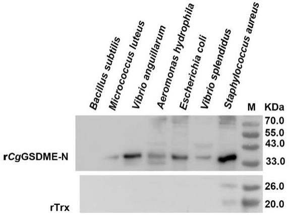 重组长牡蛎焦孔素蛋白rCgGSDME-N、制备方法及其应用与流程